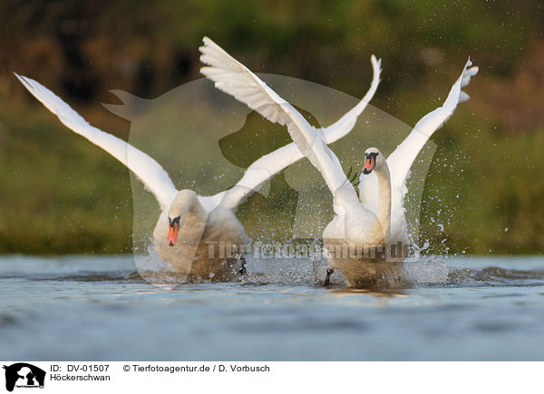 Hckerschwan / mute swan / DV-01507