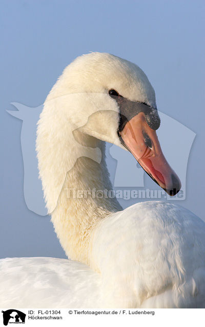 Hckerschwan / Mute Swan / FL-01304