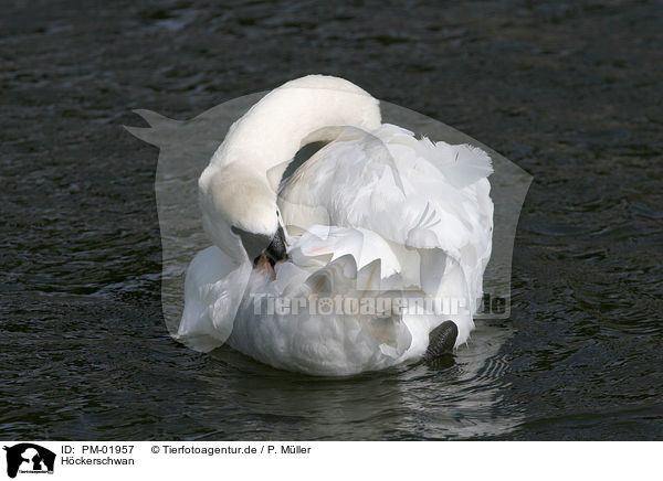 Hckerschwan / mute swan / PM-01957