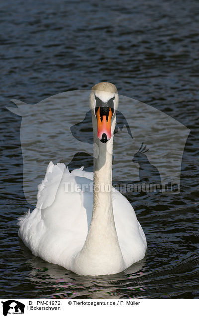 Hckerschwan / mute swan / PM-01972