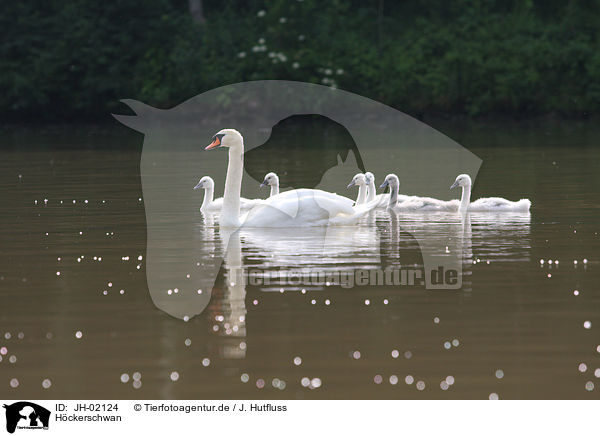 Hckerschwan / mute swan / JH-02124