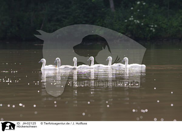 Hckerschwan / mute swan / JH-02125