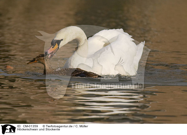 Hckerschwan und Stockente / mute swan and mallard / CM-01359