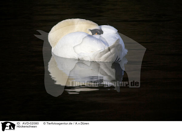 Hckerschwan / mute swan / AVD-02080