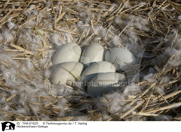 Hckerschwan-Gelege / mute swan eggs / THA-01620