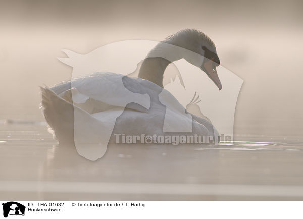 Hckerschwan / mute swan / THA-01632