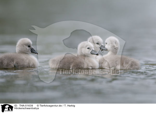 Hckerschwanbabys / mute swan babys / THA-01639