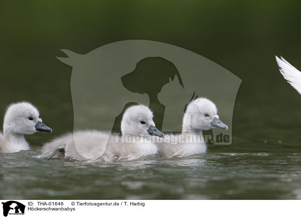 Hckerschwanbabys / mute swan babys / THA-01646