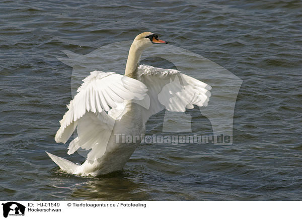 Hckerschwan / mute swan / HJ-01549