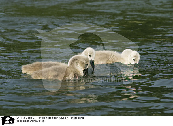 Hckerschwankcken / young mute swans / HJ-01550