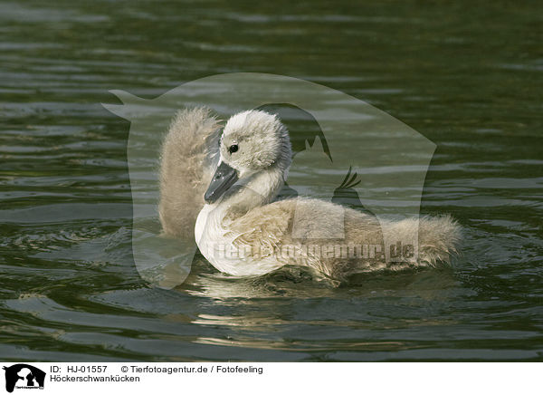 Hckerschwankcken / young mute swan / HJ-01557