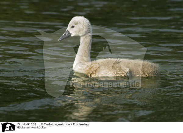 Hckerschwankcken / young mute swan / HJ-01559