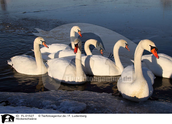 Hckerschwne / mute swans / FL-01527