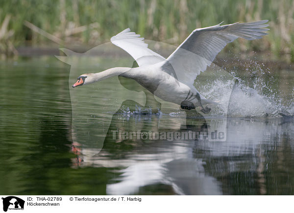 Hckerschwan / mute swan / THA-02789