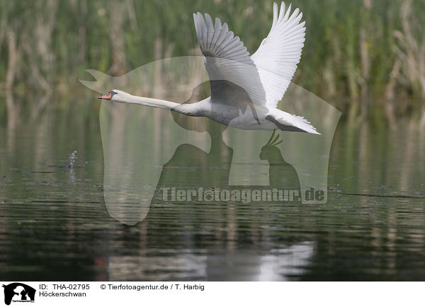 Hckerschwan / mute swan / THA-02795