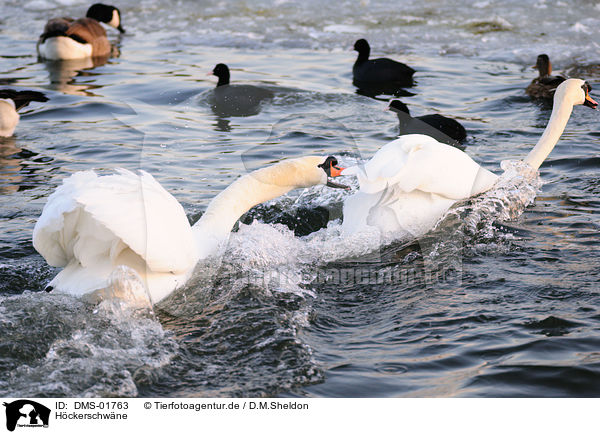 Hckerschwne / mute swans / DMS-01763