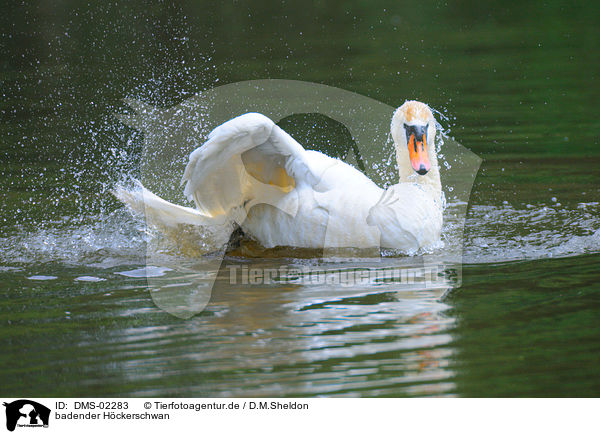 badender Hckerschwan / bathing mute swan / DMS-02283