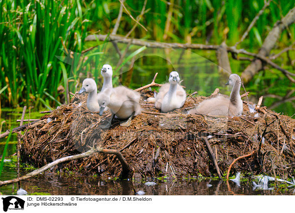 junge Hckerschwne / young mute swans / DMS-02293