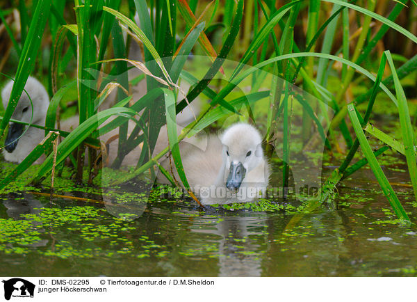 junger Hckerschwan / young mute swan / DMS-02295