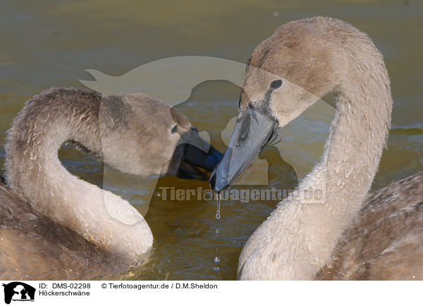 Hckerschwne / mute swans / DMS-02298