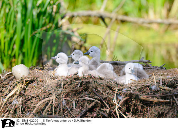 junge Hckerschwne / young mute swans / DMS-02299