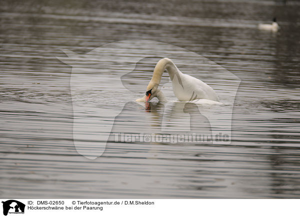 Hckerschwne bei der Paarung / pairing mute swans / DMS-02650
