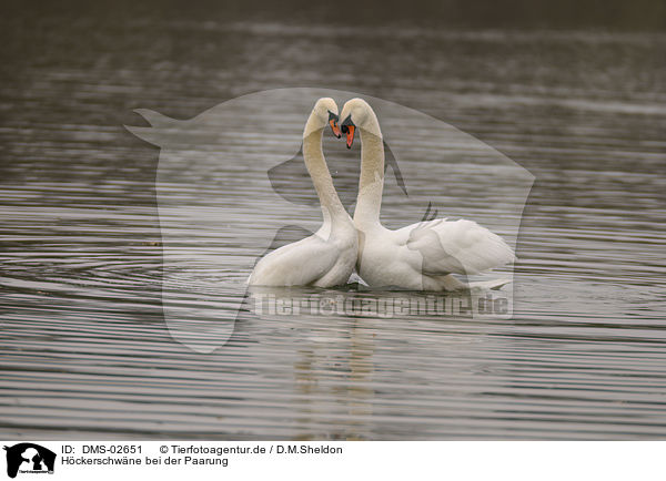 Hckerschwne bei der Paarung / pairing mute swans / DMS-02651