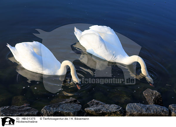 Hckerschwne / mute swans / HB-01375