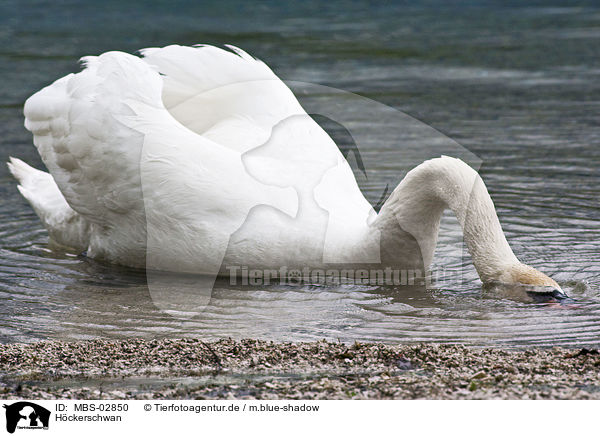 Hckerschwan / mute swan / MBS-02850