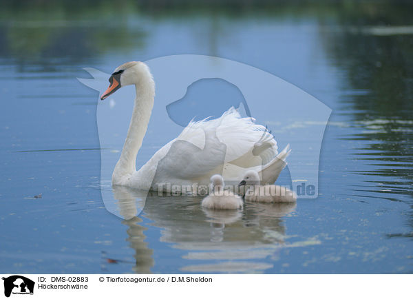 Hckerschwne / mute swans / DMS-02883