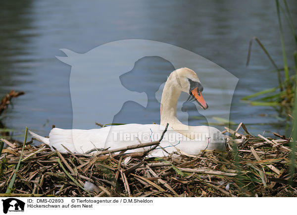 Hckerschwan auf dem Nest / mute swan in nest / DMS-02893