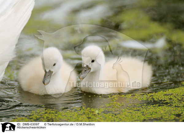 Hckerschwankken / mute swan babys / DMS-03097