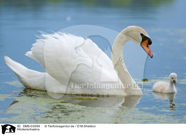 Hckerschwne / mute swans / DMS-03099
