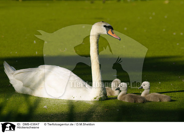 Hckerschwane / mute swans / DMS-03647