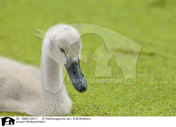 junger Hckerschwan / young mute swan / DMS-03911