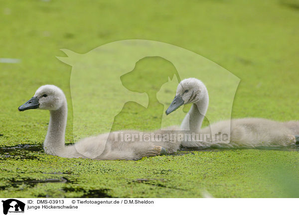 junge Hckerschwne / young mute swans / DMS-03913