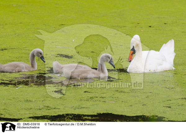 Hckerschwne / mute swans / DMS-03916