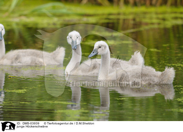 junge Hckerschwne / young mute swans / DMS-03939