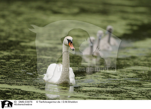 Hckerschwne / mute swans / DMS-03976