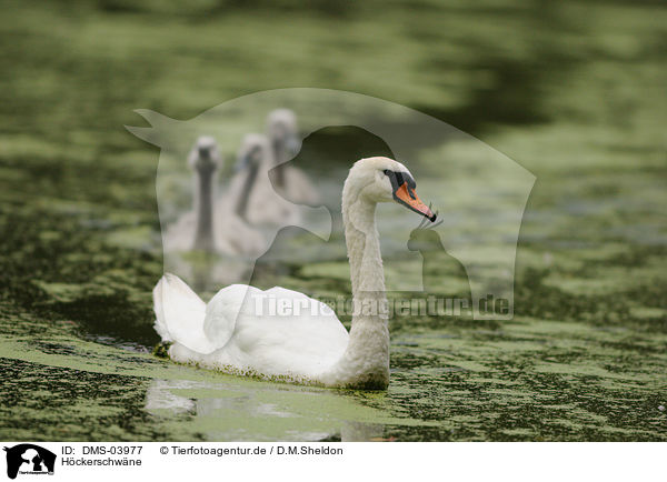 Hckerschwne / mute swans / DMS-03977