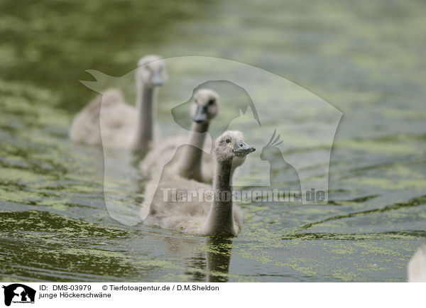 junge Hckerschwne / young mute swans / DMS-03979