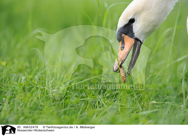 fressender Hckerschwan / eating mute swan / AM-02476