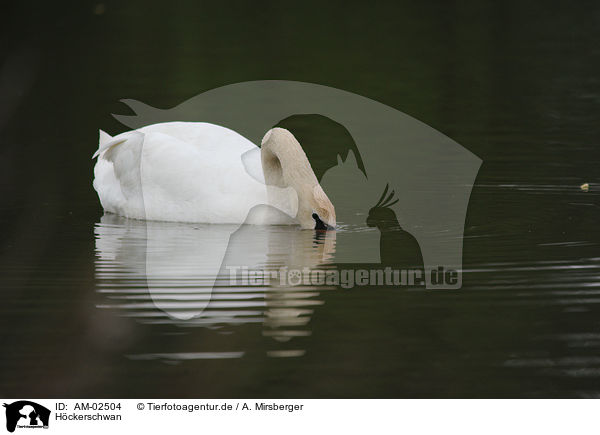 Hckerschwan / mute swan / AM-02504