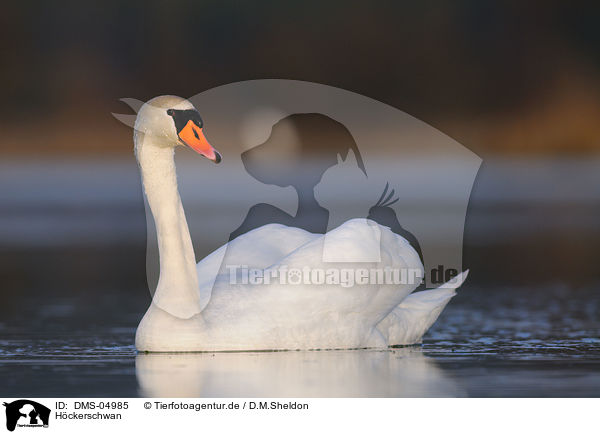 Hckerschwan / mute swan / DMS-04985