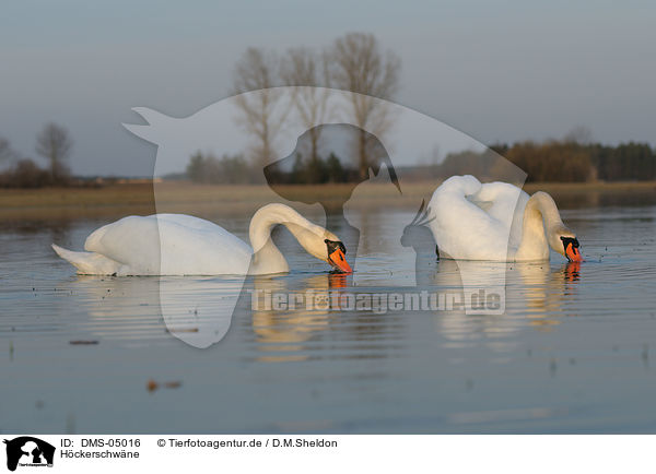 Hckerschwne / mute swans / DMS-05016