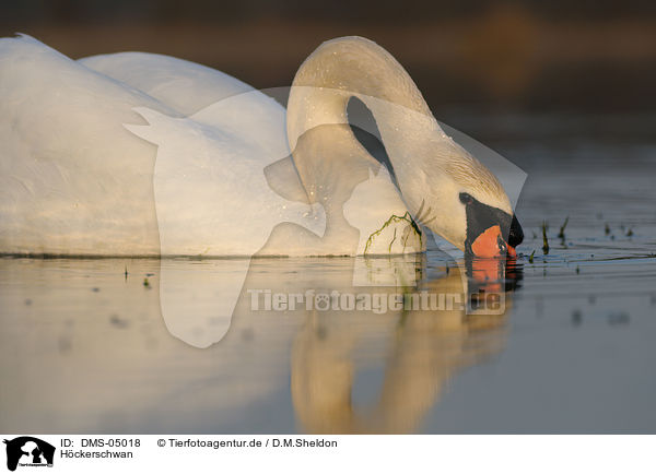 Hckerschwan / mute swan / DMS-05018