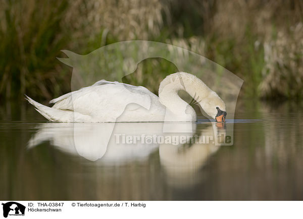 Hckerschwan / mute swan / THA-03847