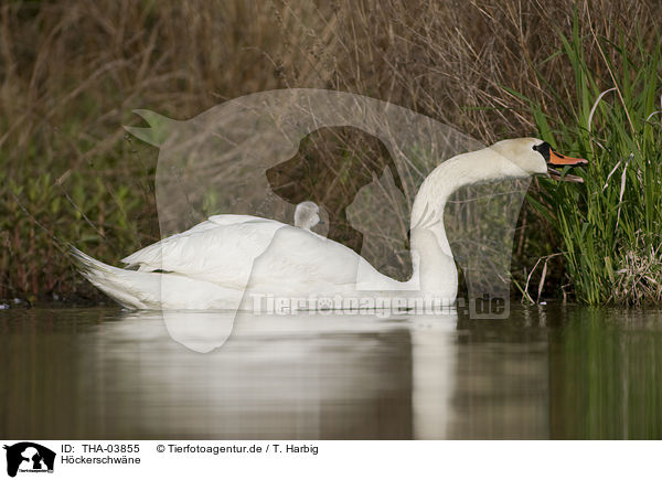 Hckerschwne / mute swans / THA-03855