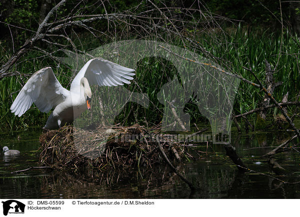 Hckerschwan / mute swan / DMS-05599