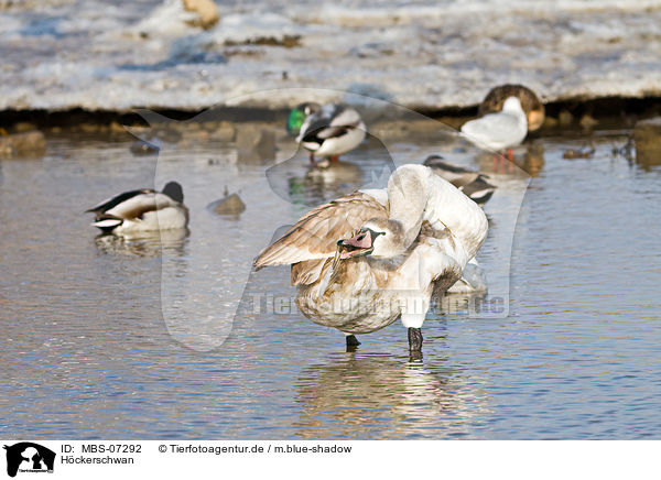 Hckerschwan / mute swan / MBS-07292